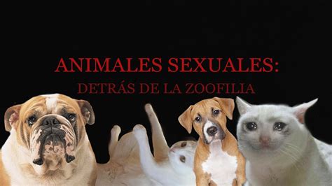 Mira vídeos porno auténticos de zoofilia con animales gratis